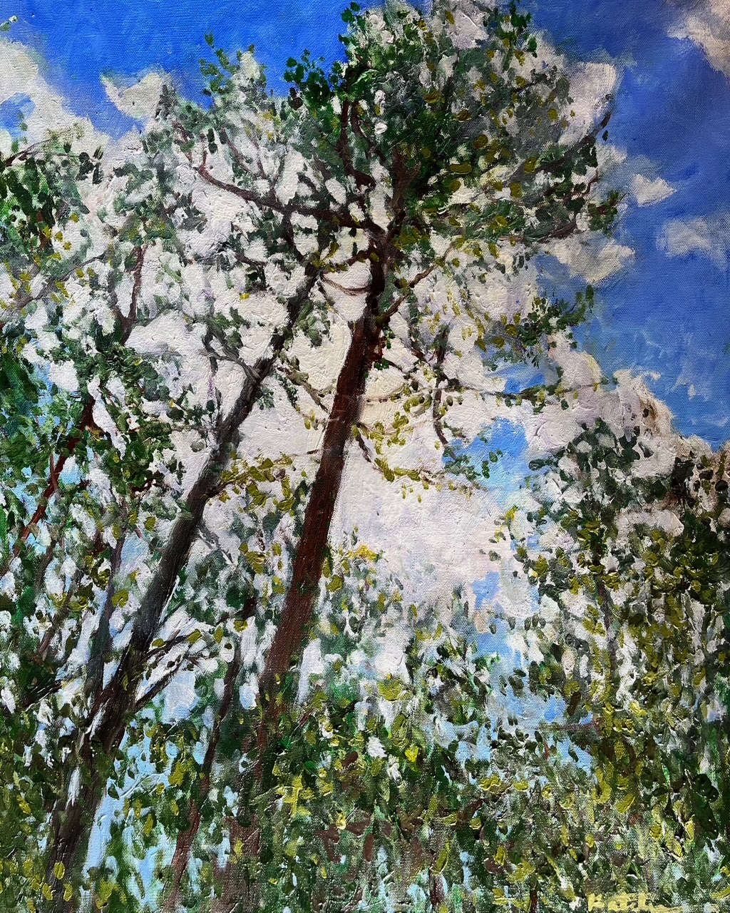 Trees reaching to the sky